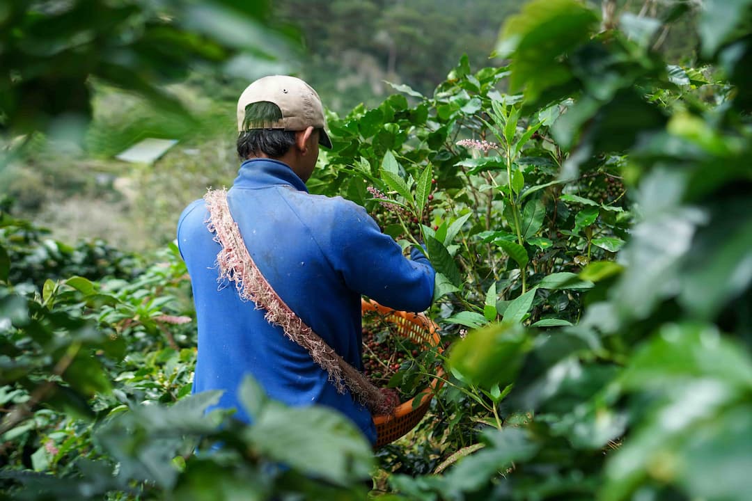 Premium Coffee Beans Harvest